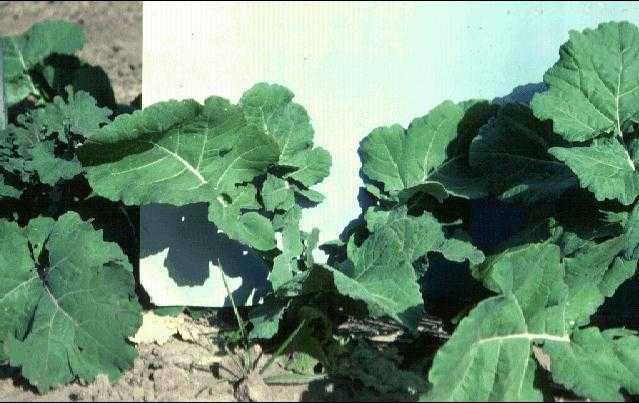 Rape Plant
